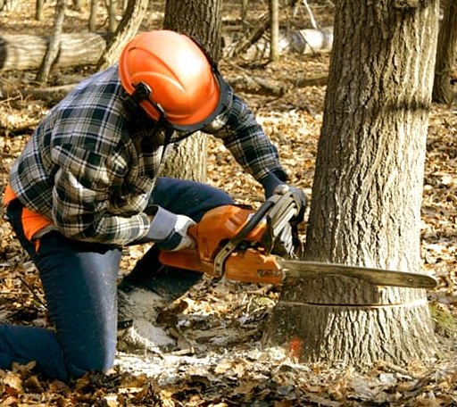 Tree Removal in Peru, VT